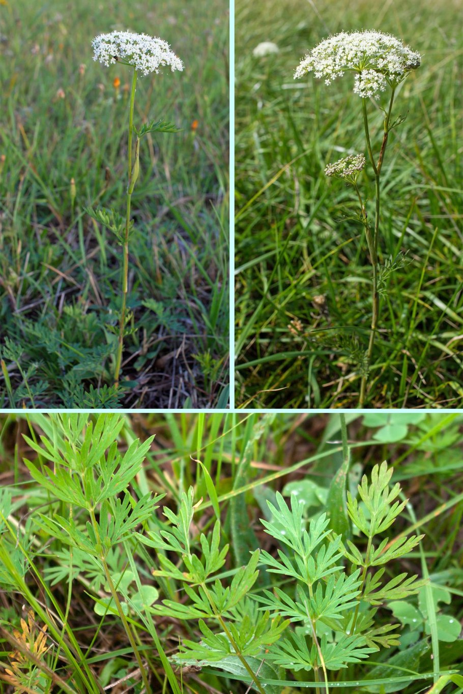 Плоды Жгун-корень Монье