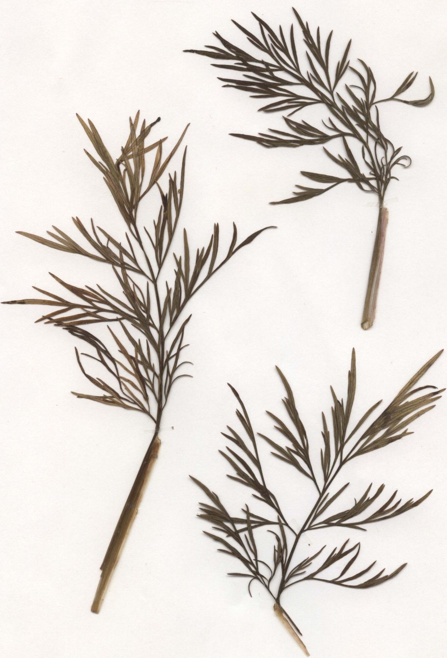 Жгун-корень книдиелистный