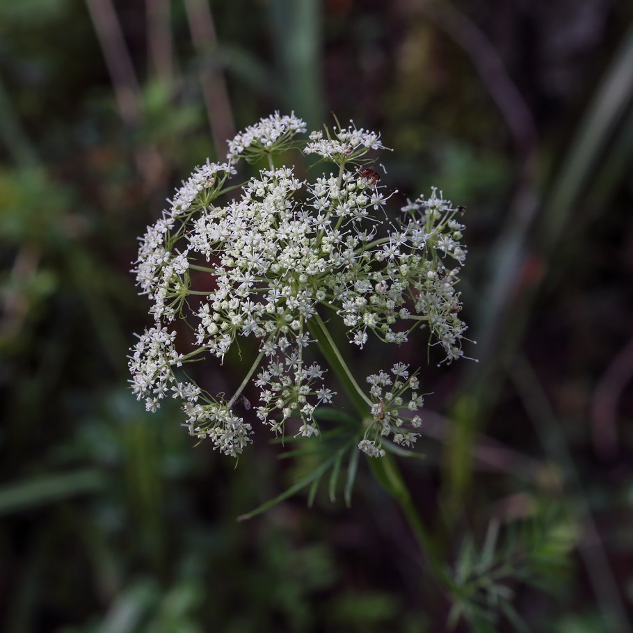 Жгун-корень сомнительный