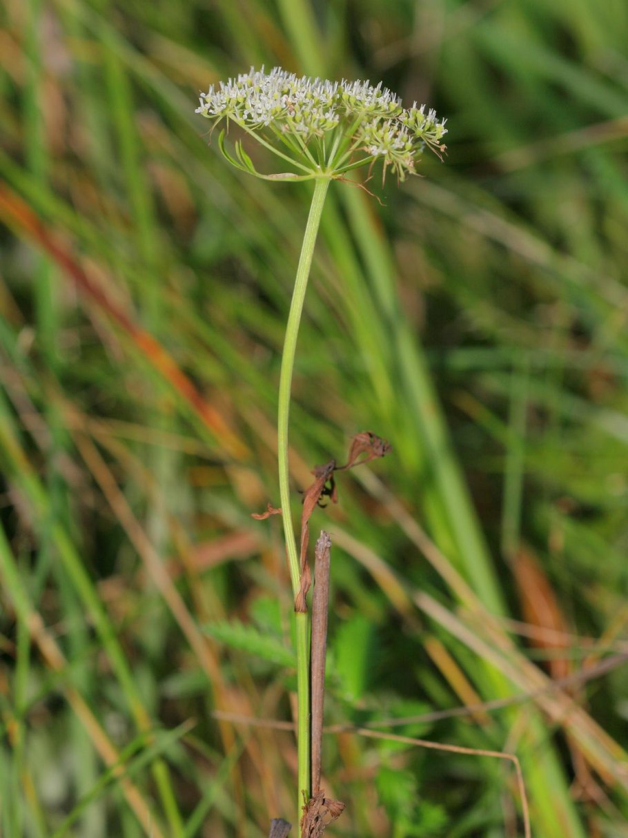 Горичник семена