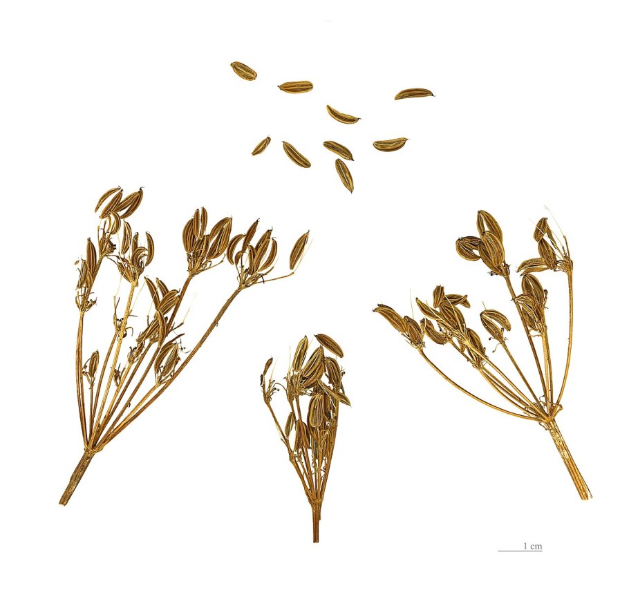 Жгун корень Монье