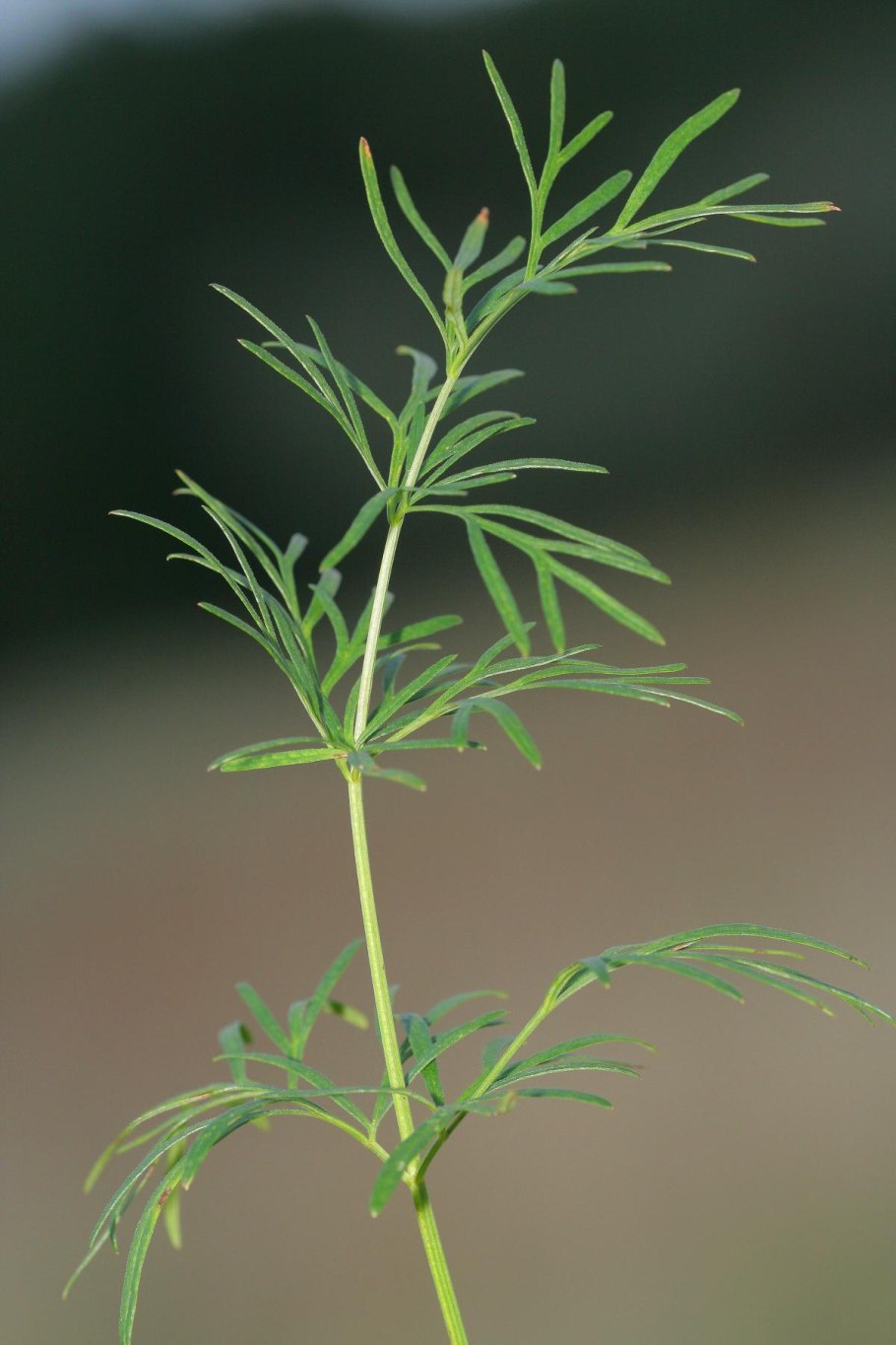 Прострел сомнительный