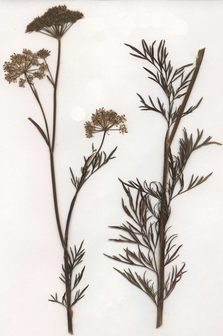 Патриот семена