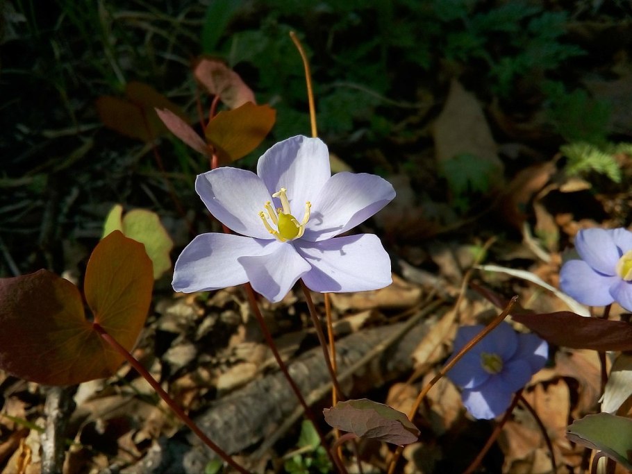 Джефферсония сомнительная с2-с3