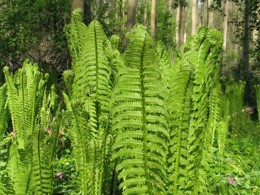 Щитовник красносорусовый (dryopteris erythrosora)
