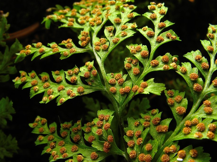 Многорядник шиповатый (aculeatum)