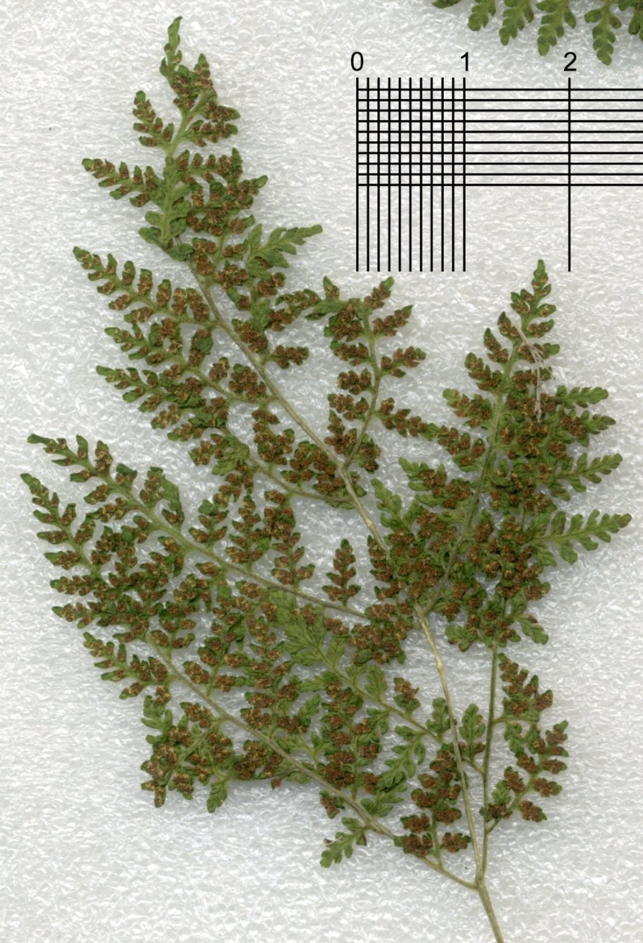 Diplazium esculentum