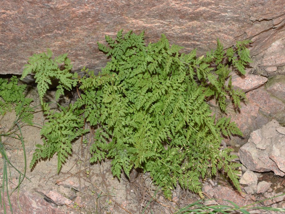 Пузырник папоротник