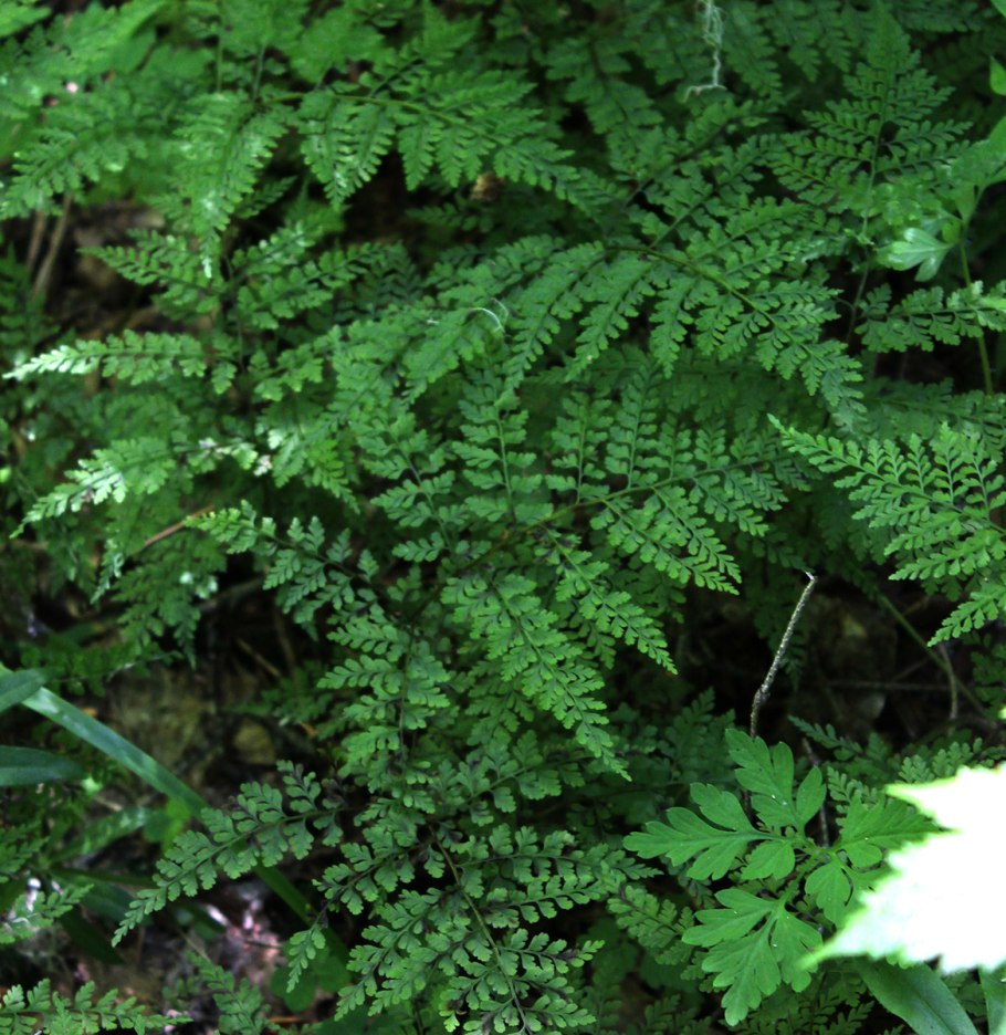 Папоротник Многорядник (Polystichum)