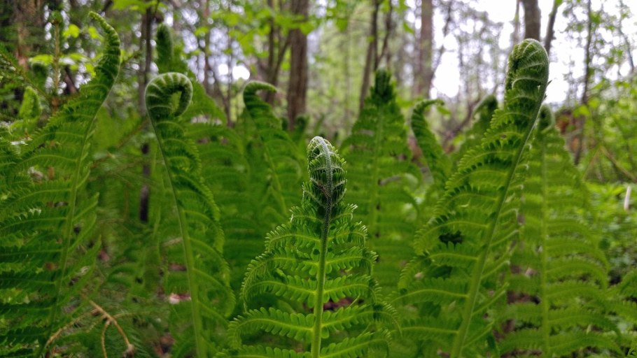 Папоротник кочедыжник