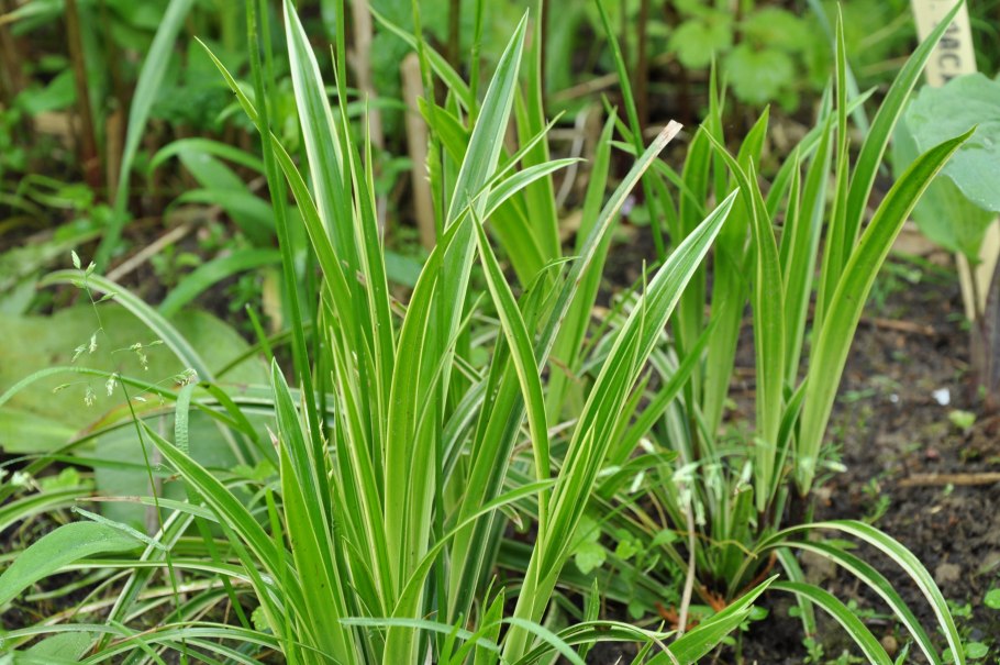 Осока Carex oshimensis Evergold
