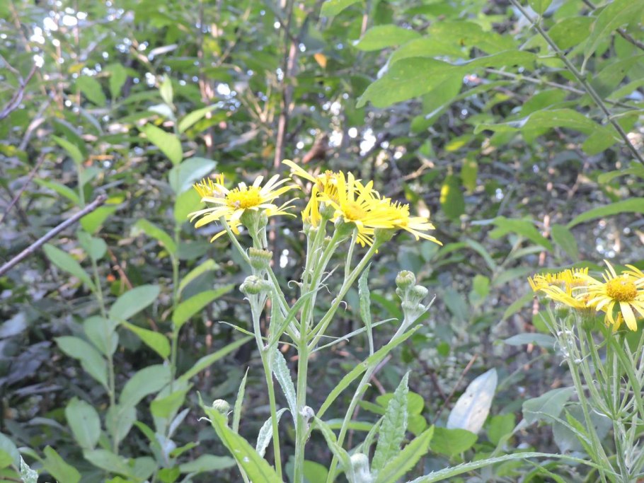 Крестовник татарский (Senecio tataricus less.)