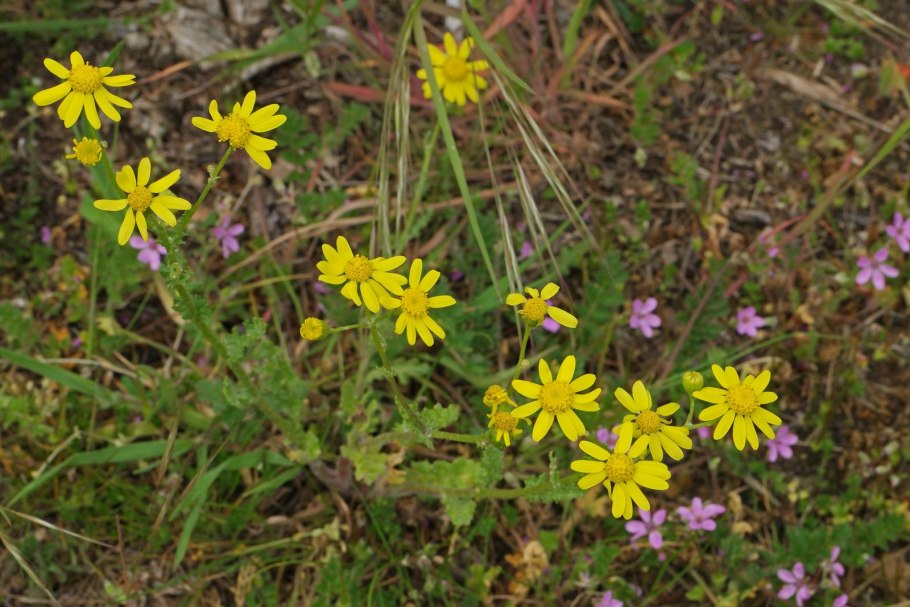 Senecio leucanthemifolius картинки