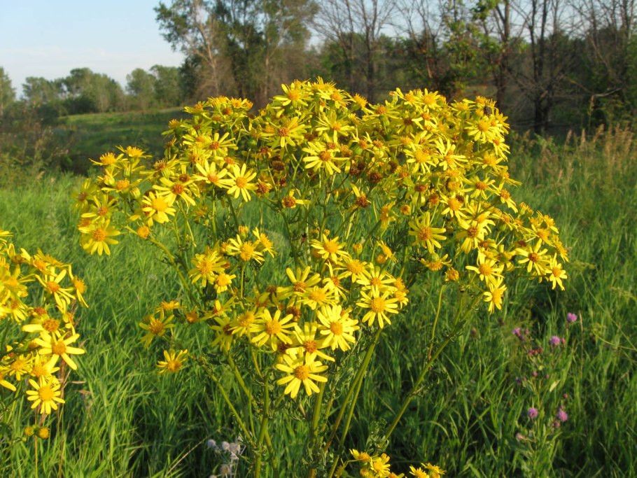 Крестовник Луговой