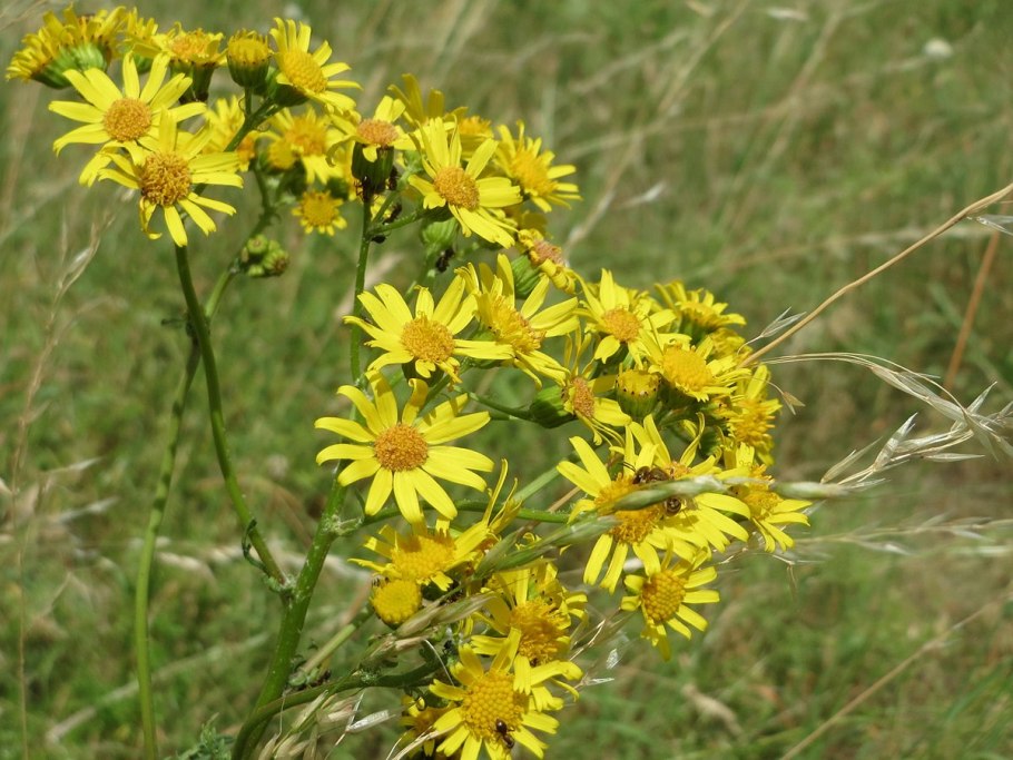 Крестовник татарский (Senecio tataricus less.)