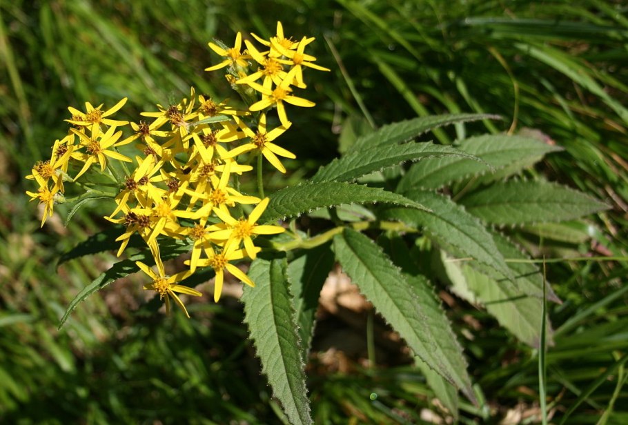 Крестовник Фукса