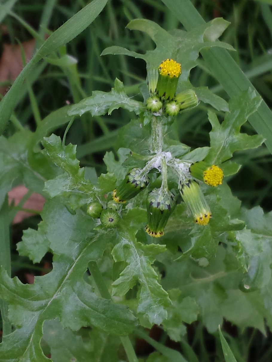 Желтые цветочки в деревне от комаров