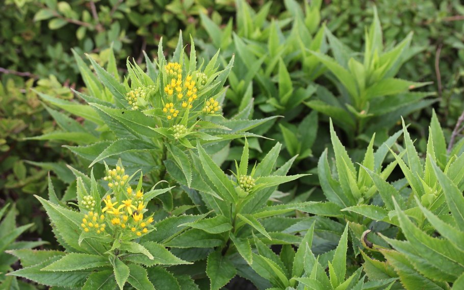 Крестовник резедолистный