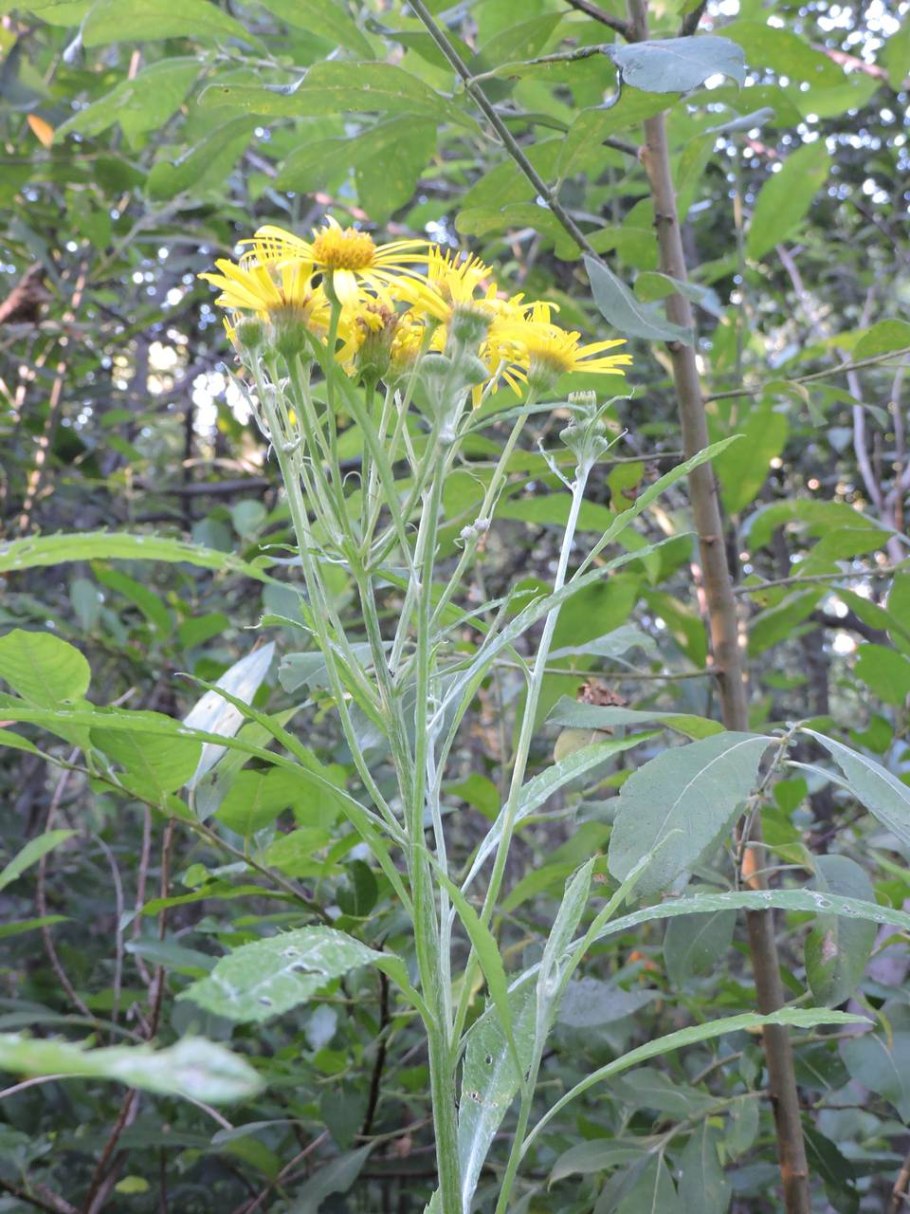 Крестовник золотистый