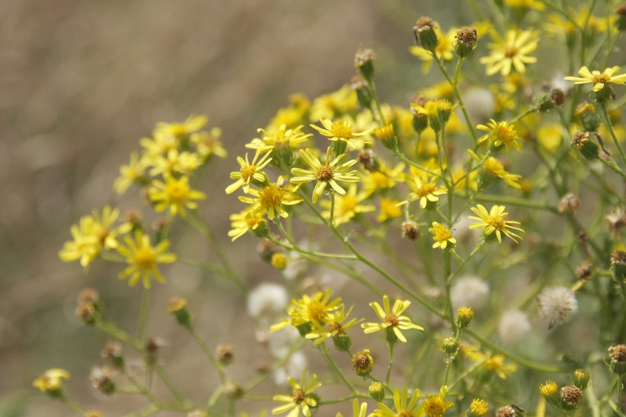 Крестовник Senecio pseudoarnica