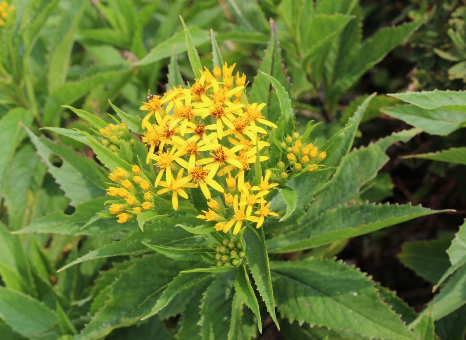 Крестовник клейкий