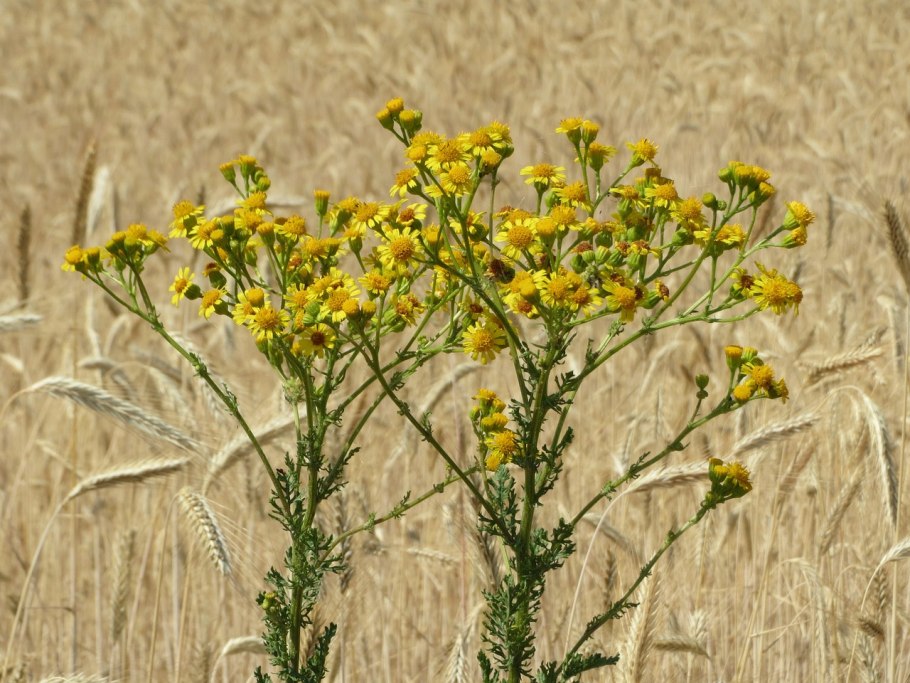 Tansy Ragwort