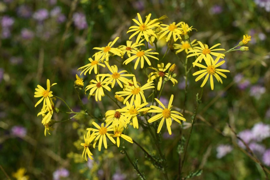Senecio sarracenicus