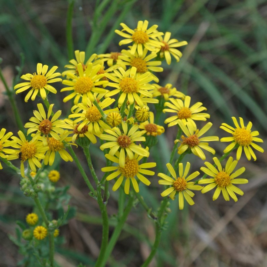 Крестовник Якова (Senecio jacobaea l.)