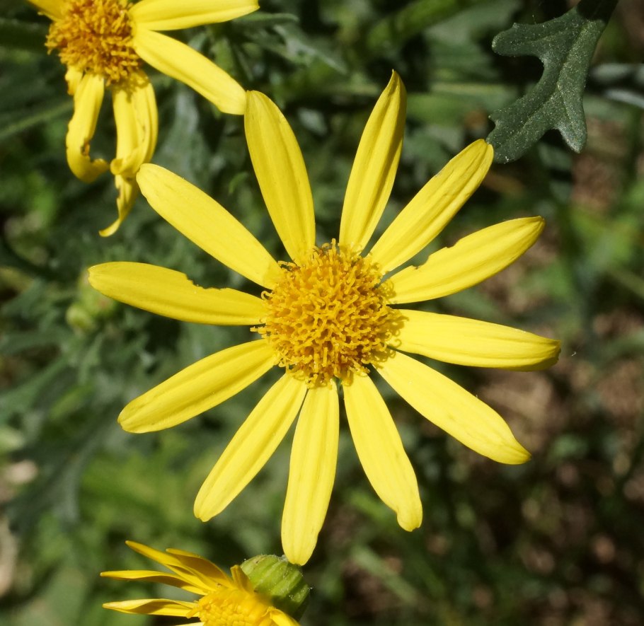 Крестовник татарский (Senecio tataricus less.)