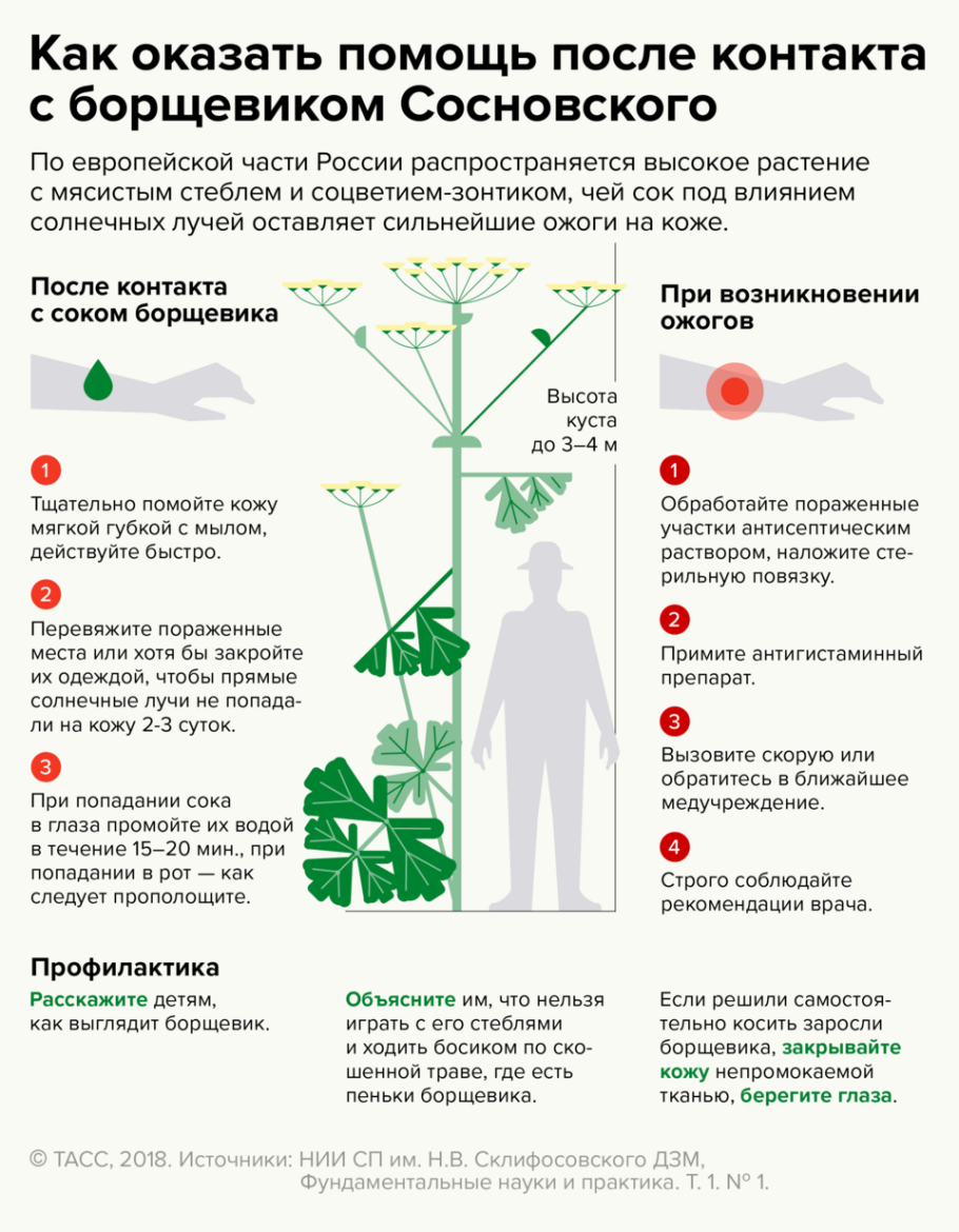 Непентес гигантский