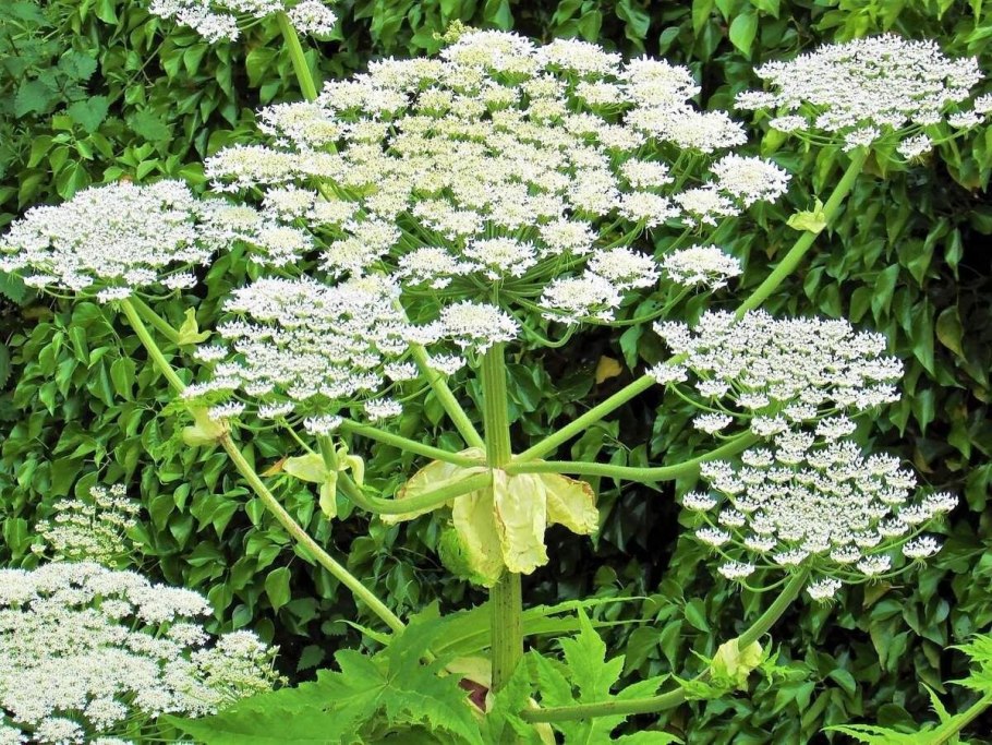 Ядовитый борщевик Сосновского