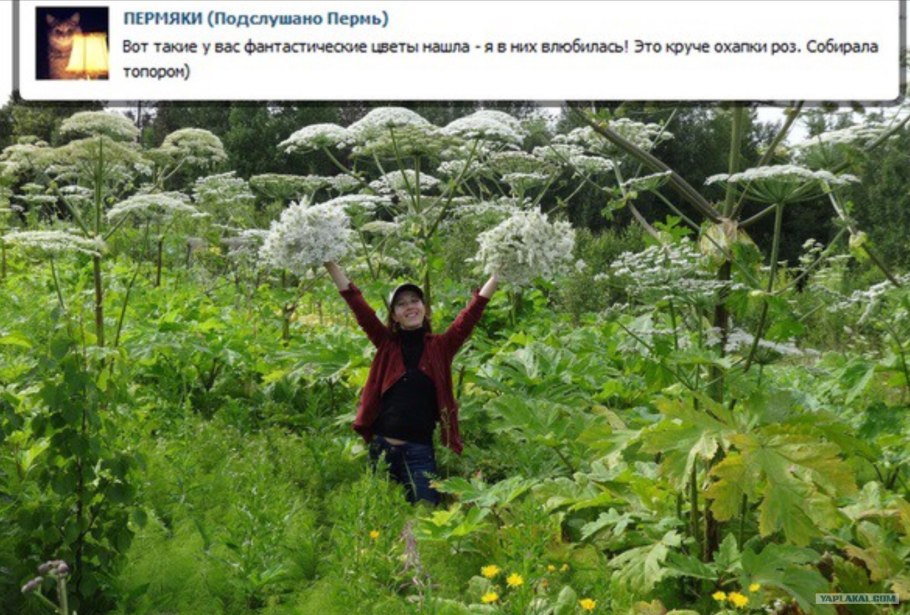 Несъедобные Лесные ягоды