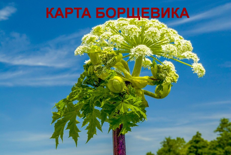 Большевик Сосновского