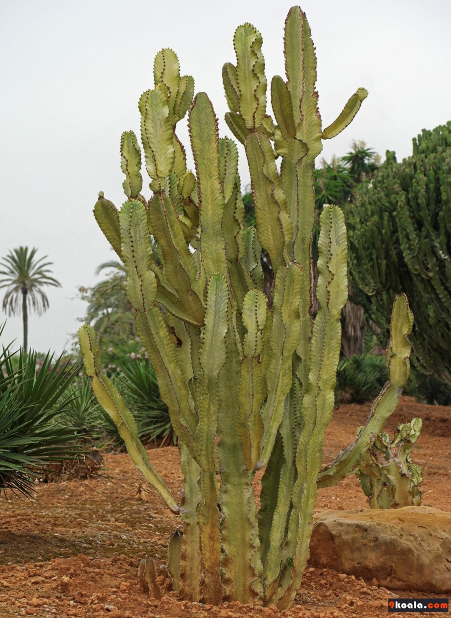 Euphorbia cooperi