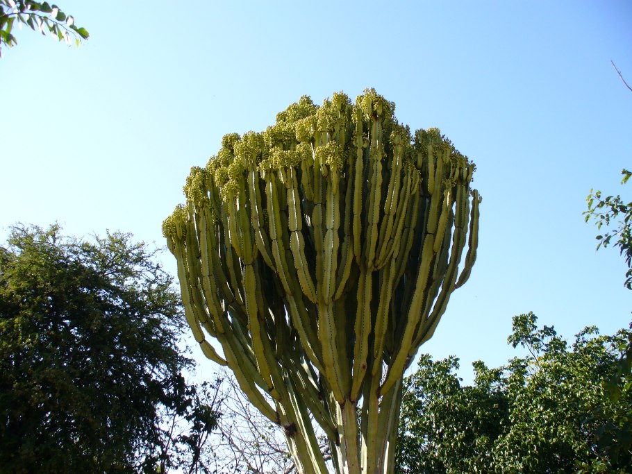 Алоэ dichotoma