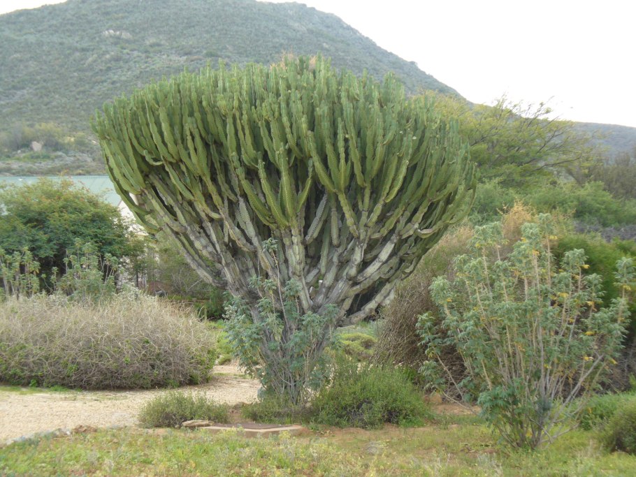 Euphorbia Robechchii