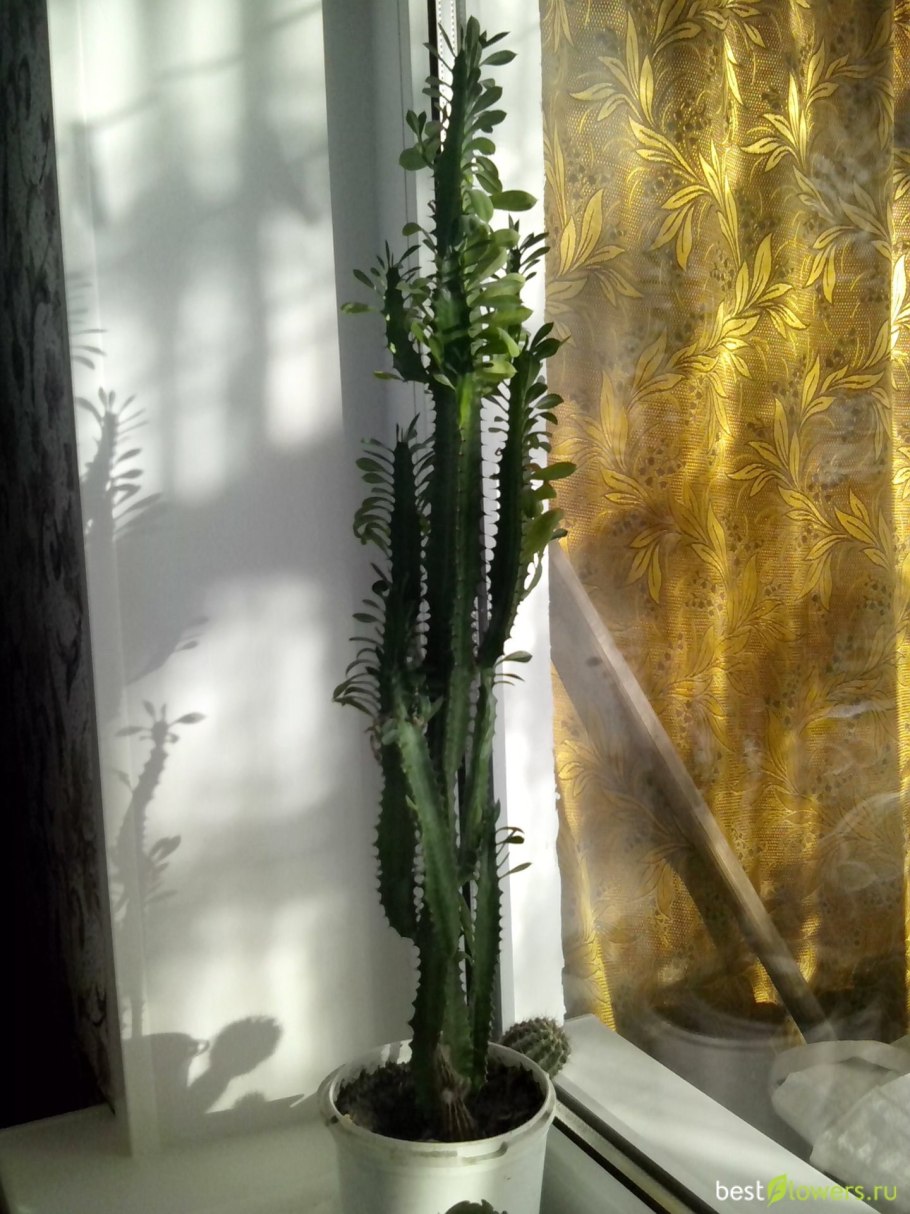 Euphorbia candelabrum