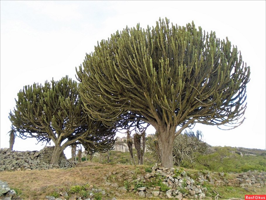 Молочай канделябровый Euphorbia candelabrum