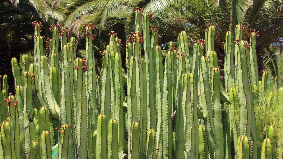 Молочай Канарский Euphorbia canariensis