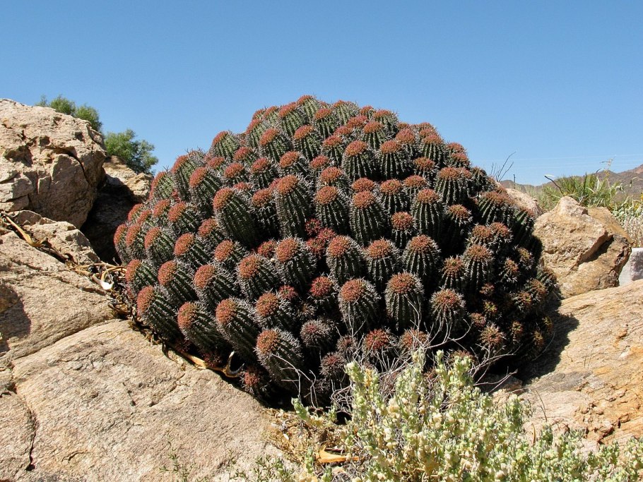 Молочай канделябровый Euphorbia candelabrum