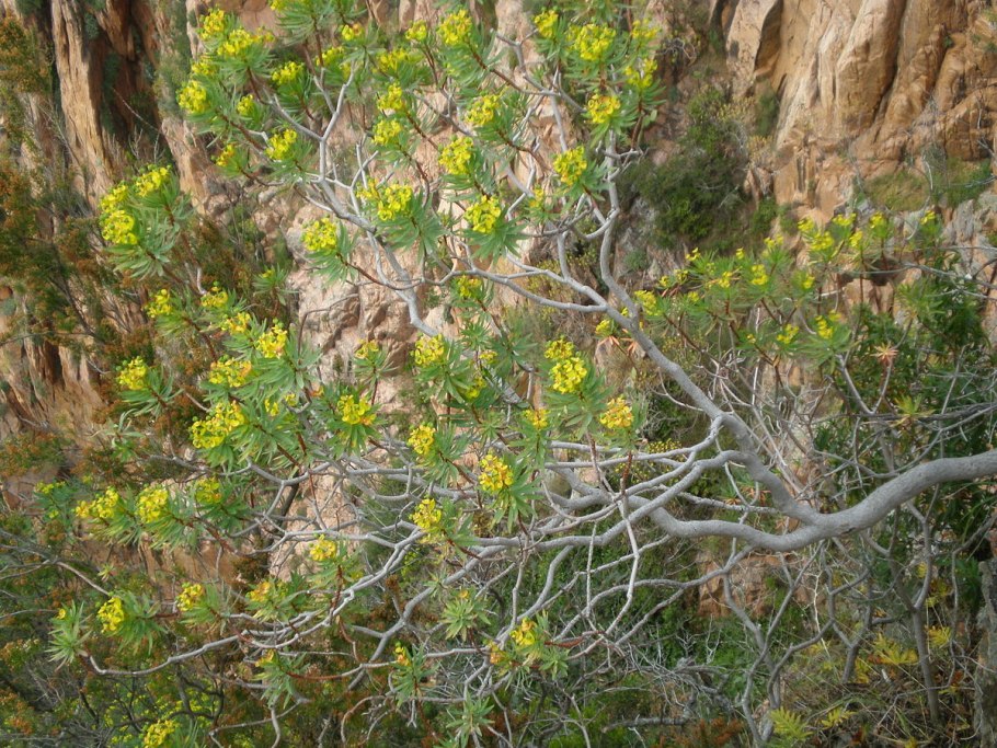Молочай смолоносный Euphorbia resinifera