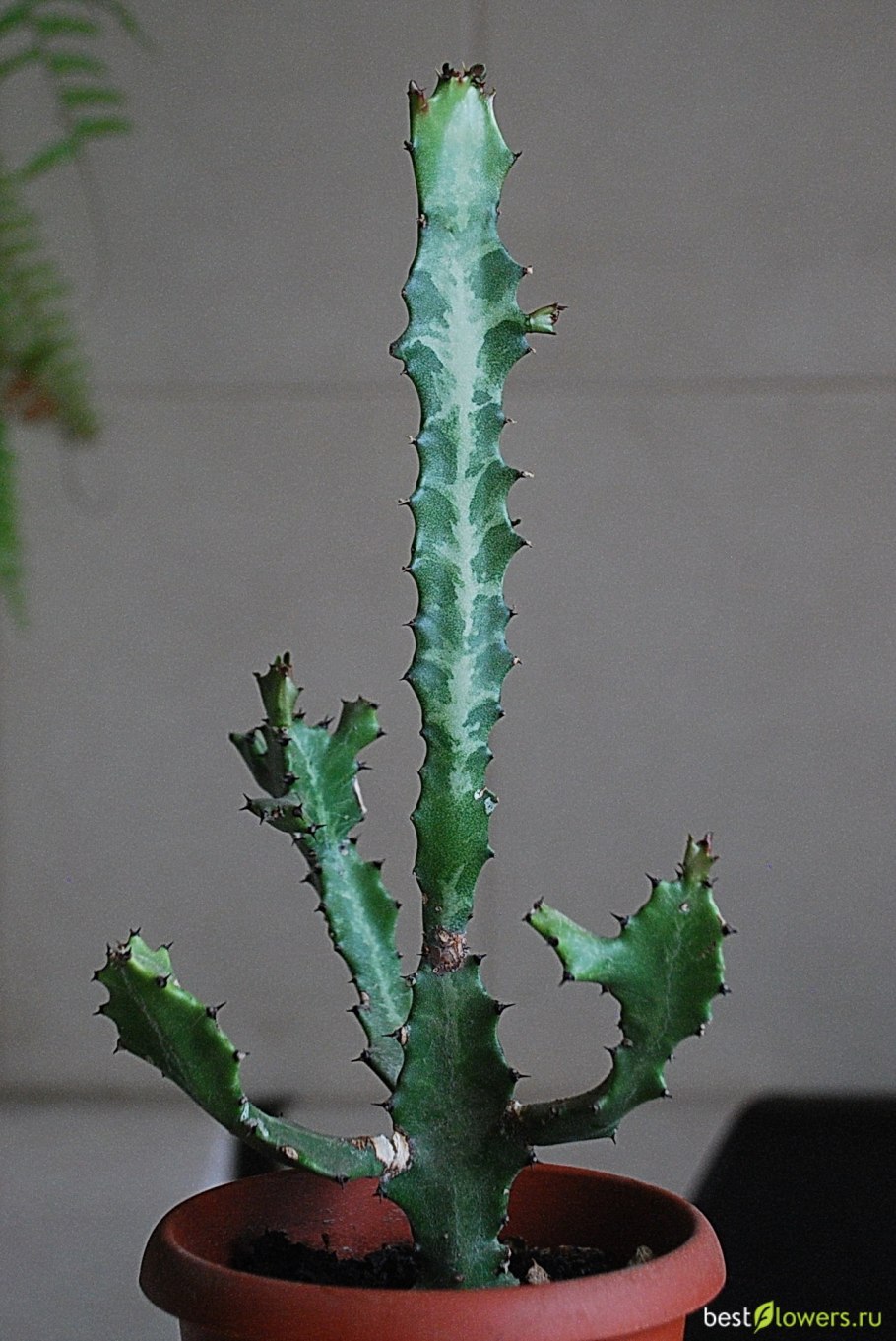 Эуфорбия «canariensis»