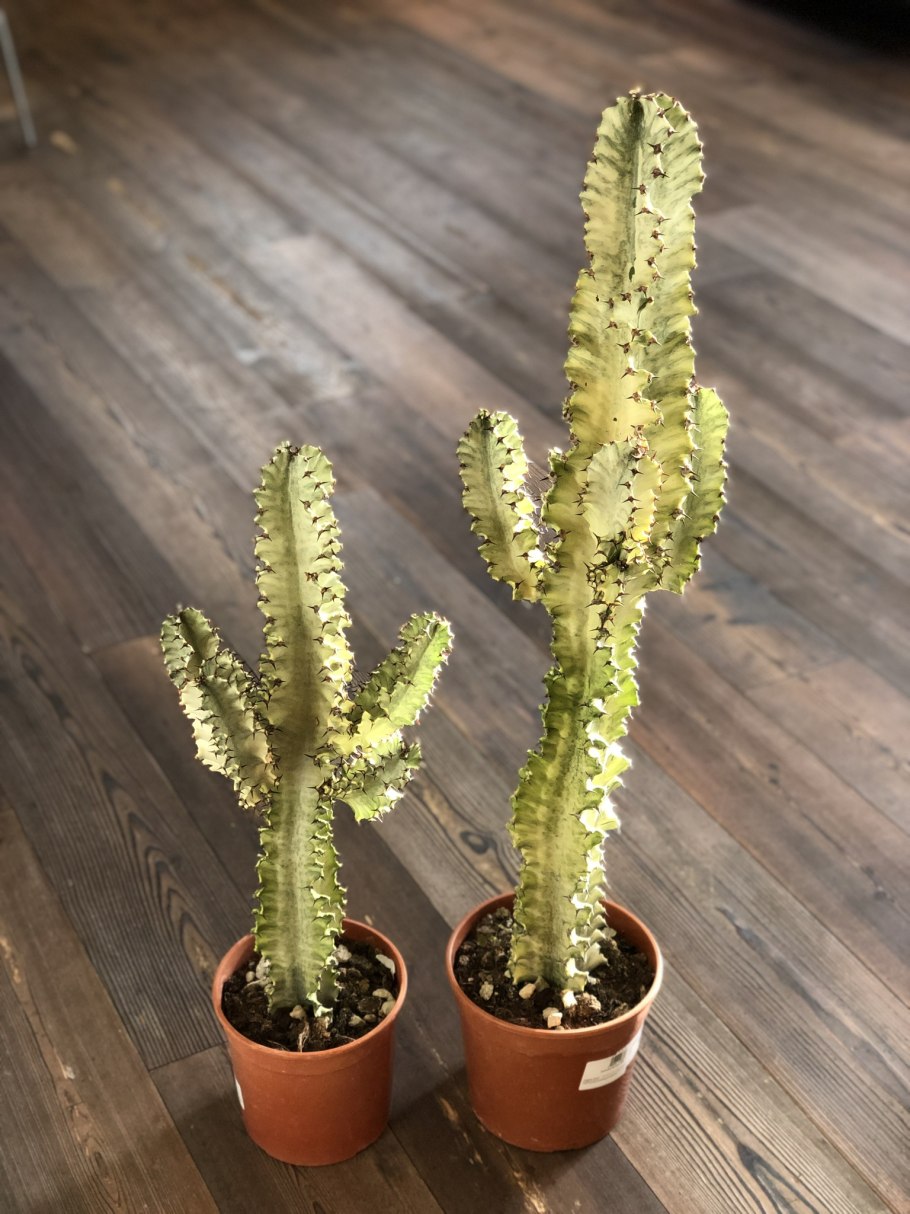 Молочай канделябровый Euphorbia candelabrum