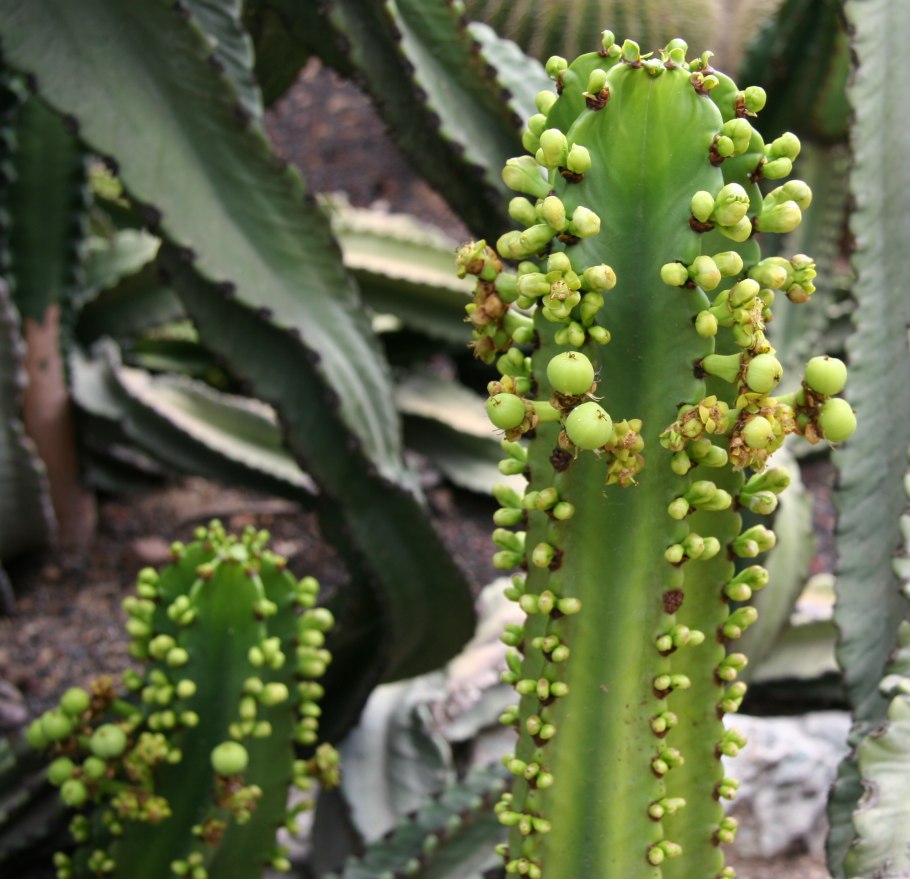 Euphorbia hadramautica