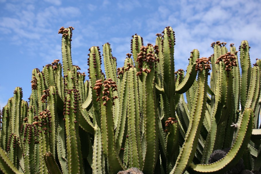Молочай австралийский (Euphorbiaceae