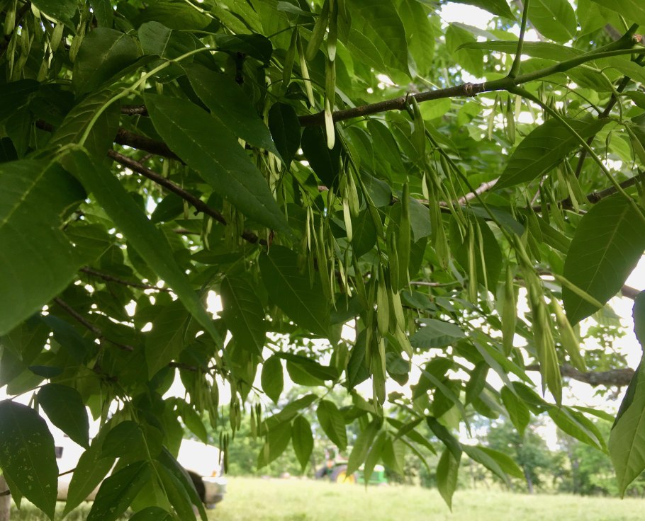 Ясень пенсильванский плод