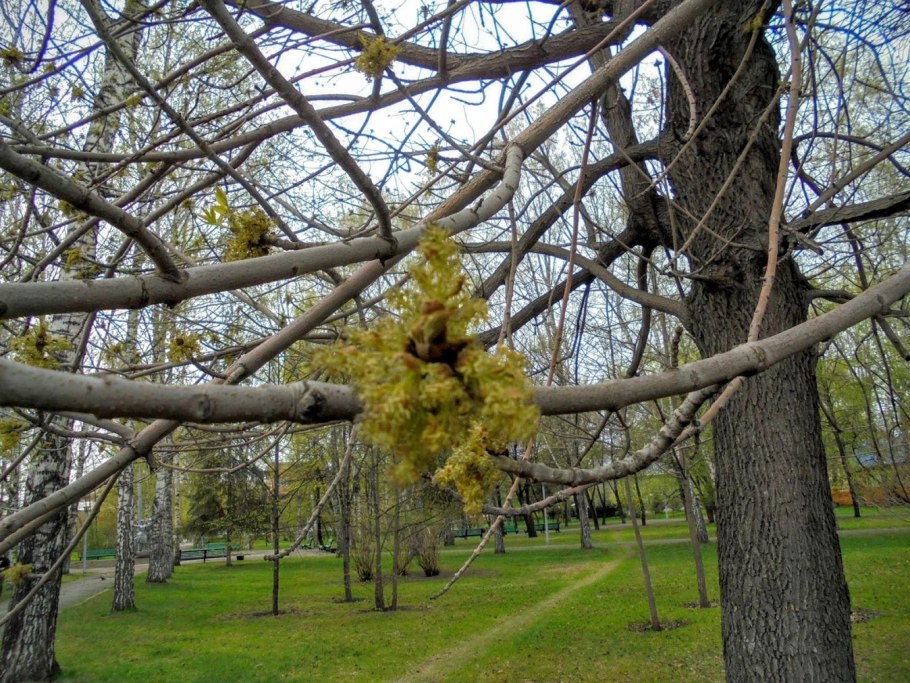 Ясень пенсильванский весной