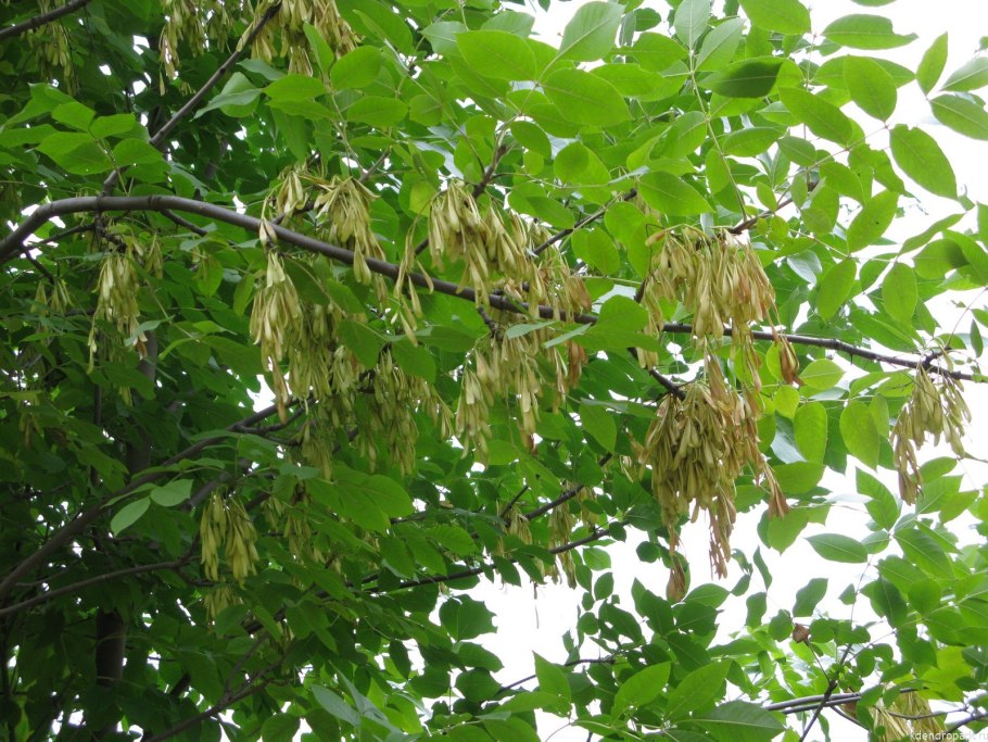 Ясень пенсильванский (Fraxinus pennsylvanica Marsh.)