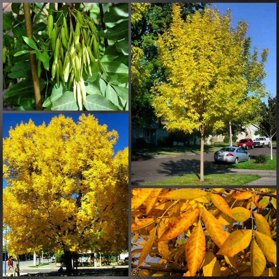 Ясень пенсильванский крона