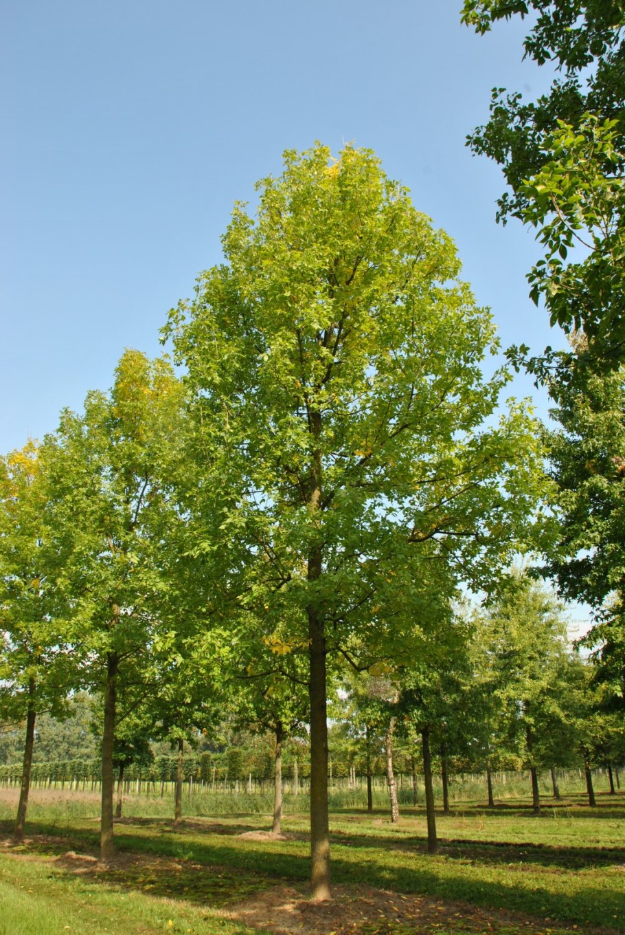 Ясень ланцетный Fraxinus lanceolata